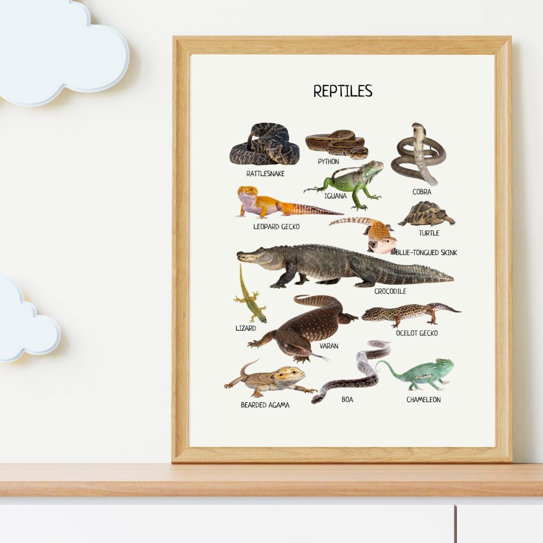 Reptiles Educational Poster, Montessori Printable Wall Art, Amphibians Poster, Classroom Decor, Nursery Room Decor, FRAME NOT INCLUDED