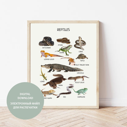 Reptiles Amphibians Montessori Educational Poster, Animal Poster, Toddler Room Decor, Montessori Learning Printables, Digital Download