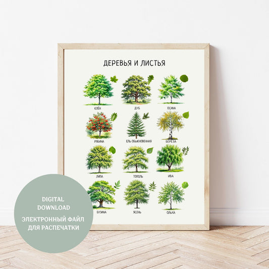 Обучающий плакат "Деревья и их листья" | Trees and Leaves Educational Poster in Russian, Various Sizes Available for Download